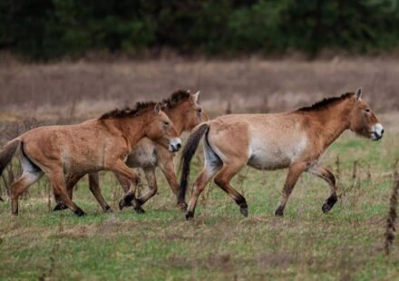 How Chinese horses became the genetic bridge that brought American horses to Europe