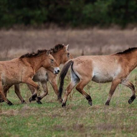 How Chinese horses became the genetic bridge that brought American horses to Europe