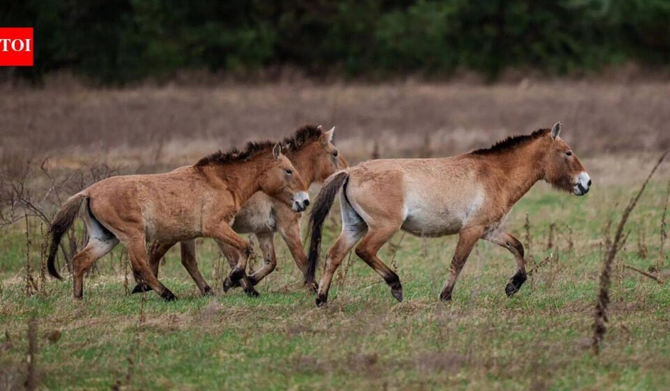 How Chinese horses became the genetic bridge that brought American horses to Europe