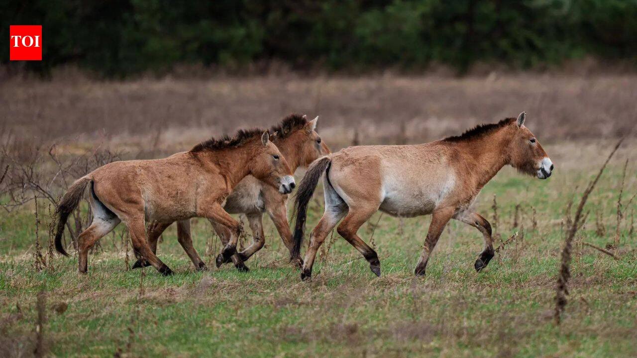 How Chinese horses became the genetic bridge that brought American horses to Europe
