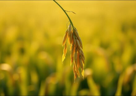 Life Lessons Today’s Malay Proverbs on Humility and Resilience: Follow the nature of the rice; the more grain it carries, the lower its bow | World News