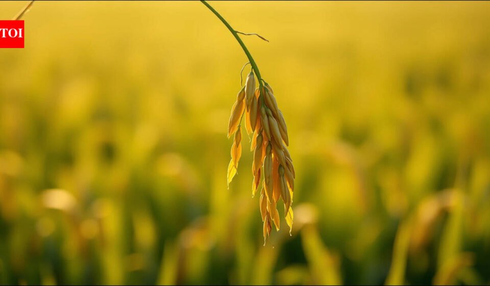 Life Lessons Today’s Malay Proverbs on Humility and Resilience: Follow the nature of the rice; the more grain it carries, the lower its bow | World News