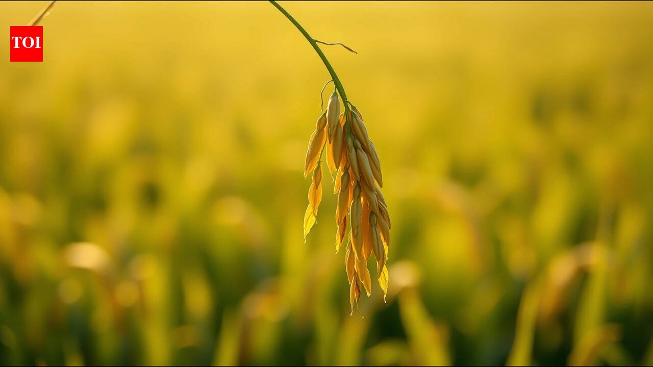 Life Lessons Today’s Malay Proverbs on Humility and Resilience: Follow the nature of the rice; the more grain it carries, the lower its bow | World News