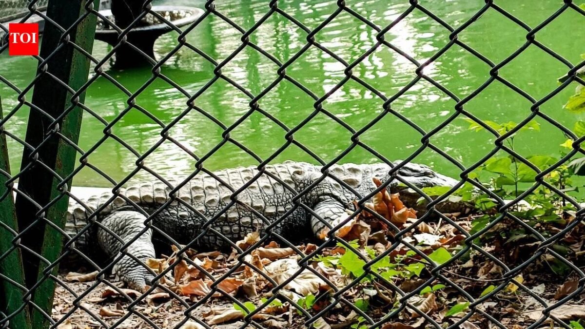 Man arrested after three-year-old boy injured found in crocodile enclosure at Cambridgeshire Zoo World News