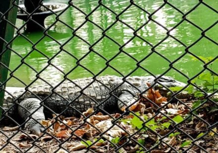 Man arrested after three-year-old boy injured found in crocodile enclosure at Cambridgeshire Zoo World News
