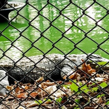 Man arrested after three-year-old boy injured found in crocodile enclosure at Cambridgeshire Zoo World News