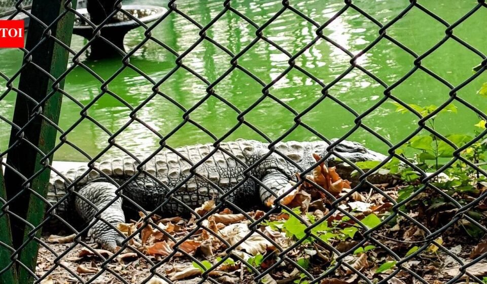 Man arrested after three-year-old boy injured found in crocodile enclosure at Cambridgeshire Zoo World News