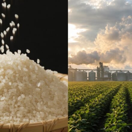 Rice growing warning: World's most important food is pushing planet beyond safe environmental limits, scientists say