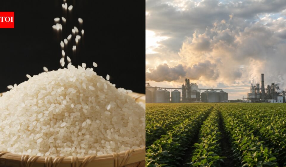 Rice growing warning: World's most important food is pushing planet beyond safe environmental limits, scientists say