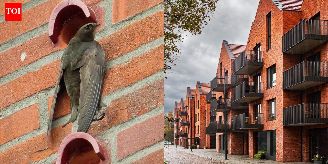 Scotland changes architecture forever to save disappearing birds: Tiny 'quick bricks' will now be built into new homes World News