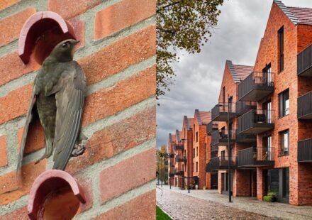 Scotland changes architecture forever to save disappearing birds: Tiny 'quick bricks' will now be built into new homes World News