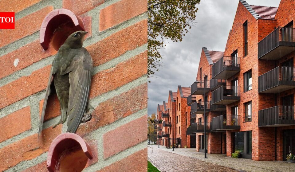 Scotland changes architecture forever to save disappearing birds: Tiny 'quick bricks' will now be built into new homes World News