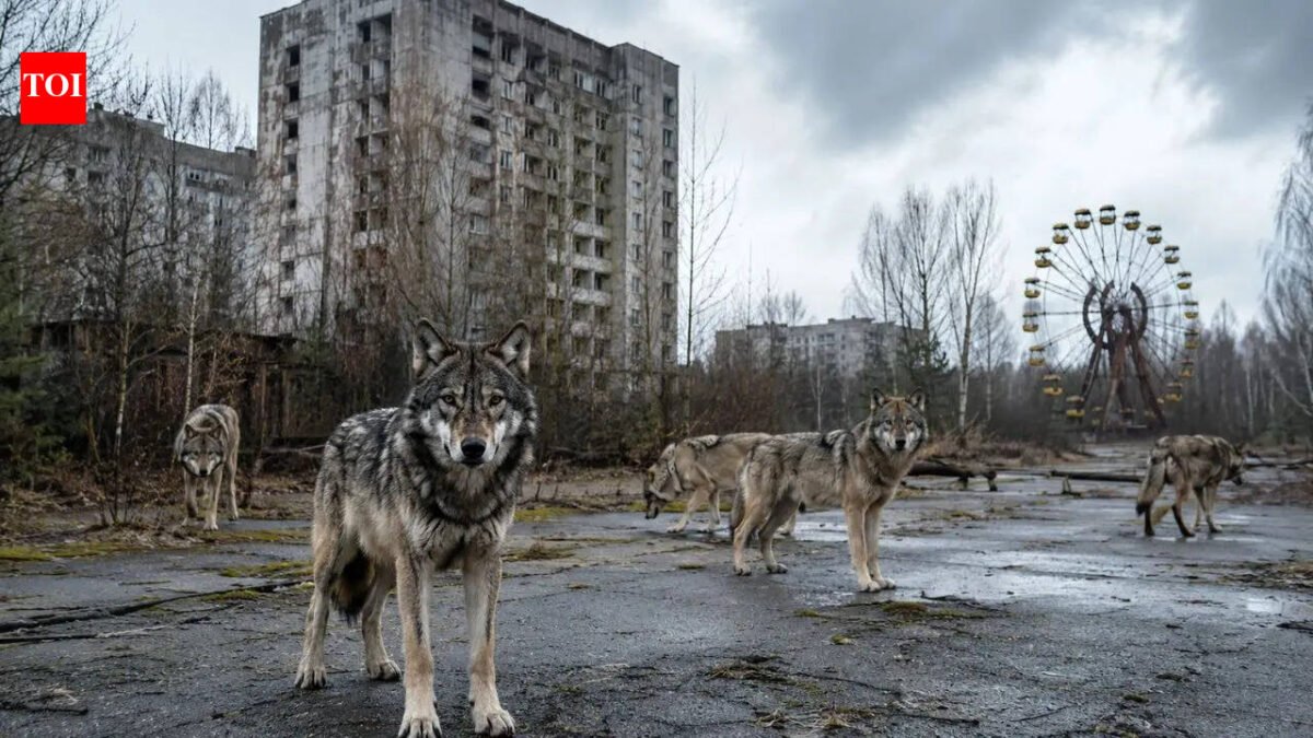 The Chernobyl nuclear power plant was evacuated in 1986 and now wolves are once again dominating the radiation exclusion zone, with an unexpected wildlife recovery |