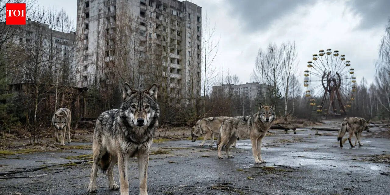The Chernobyl nuclear power plant was evacuated in 1986 and now wolves are once again dominating the radiation exclusion zone, with an unexpected wildlife recovery |