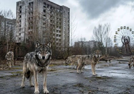 The Chernobyl nuclear power plant was evacuated in 1986 and now wolves are once again dominating the radiation exclusion zone, with an unexpected wildlife recovery |