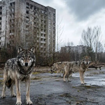The Chernobyl nuclear power plant was evacuated in 1986 and now wolves are once again dominating the radiation exclusion zone, with an unexpected wildlife recovery |