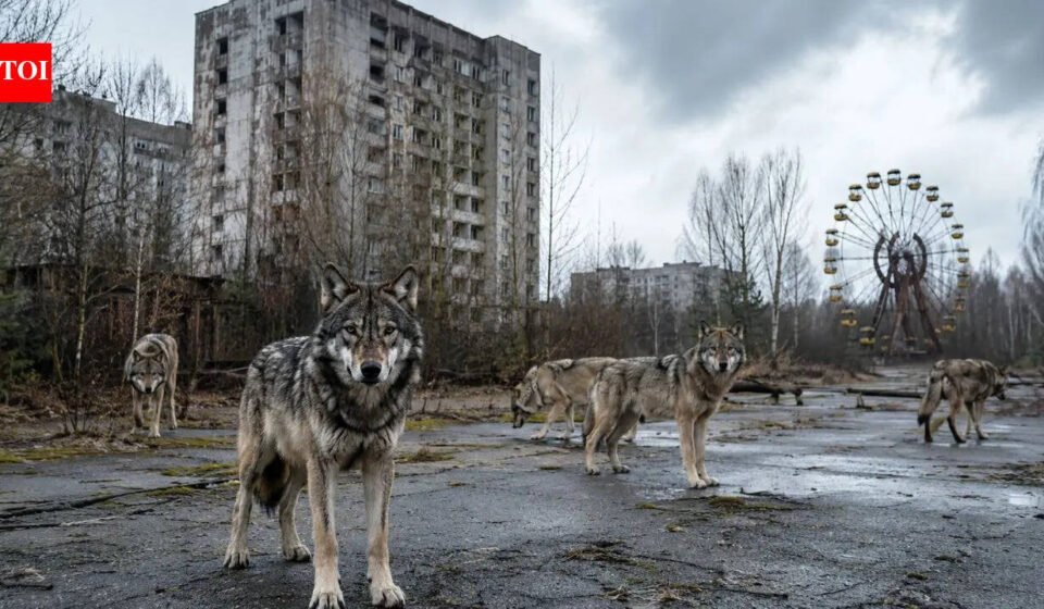 The Chernobyl nuclear power plant was evacuated in 1986 and now wolves are once again dominating the radiation exclusion zone, with an unexpected wildlife recovery |