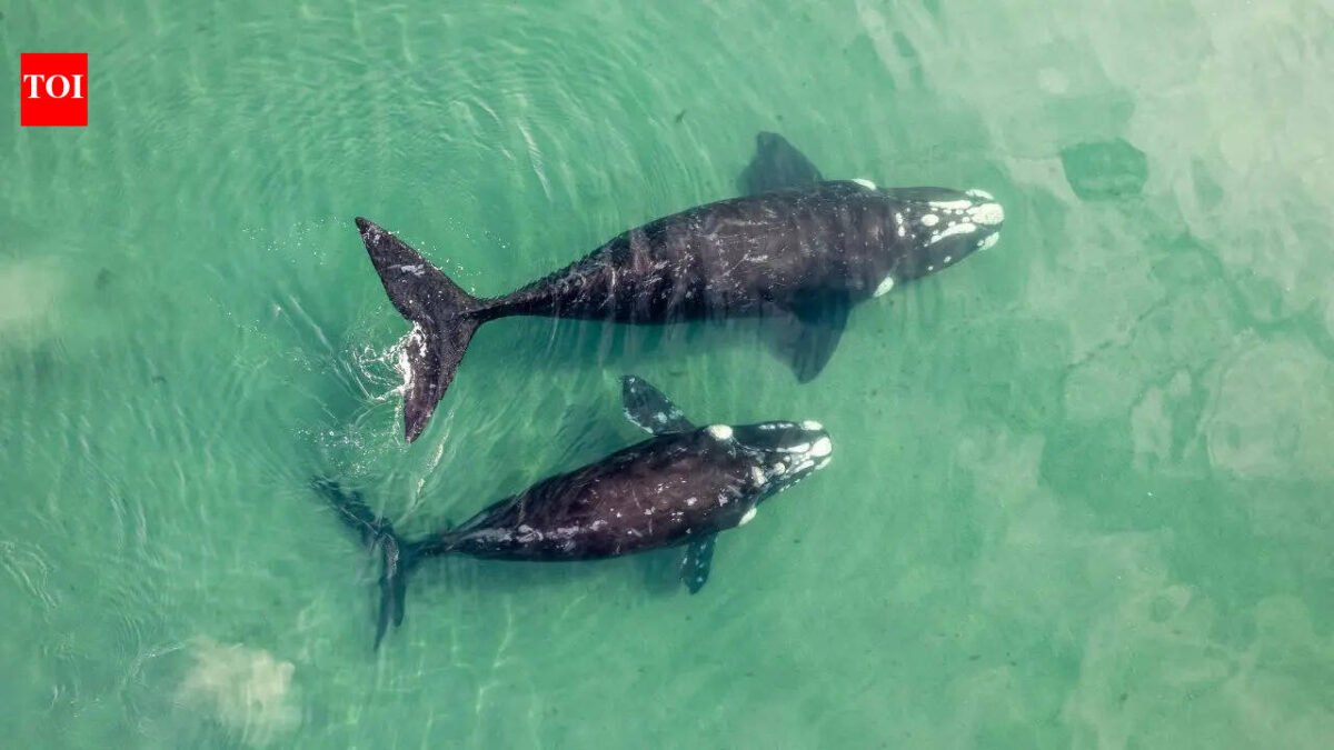 The world's largest "whale cemetery" was discovered on the bottom of the Indian Ocean: a mystery that has been hidden for 5 million years is revealed
