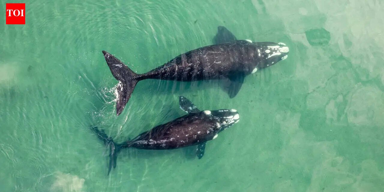 The world's largest "whale cemetery" was discovered on the bottom of the Indian Ocean: a mystery that has been hidden for 5 million years is revealed