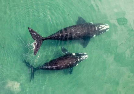 The world's largest "whale cemetery" was discovered on the bottom of the Indian Ocean: a mystery that has been hidden for 5 million years is revealed