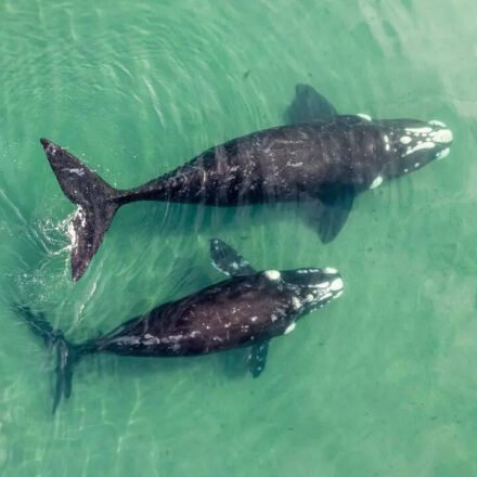 The world's largest "whale cemetery" was discovered on the bottom of the Indian Ocean: a mystery that has been hidden for 5 million years is revealed