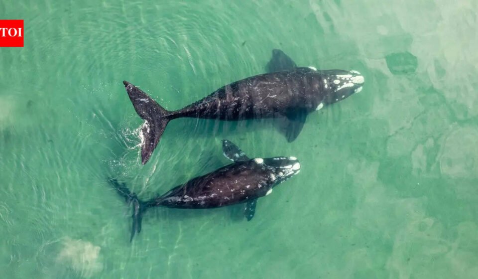 The world's largest "whale cemetery" was discovered on the bottom of the Indian Ocean: a mystery that has been hidden for 5 million years is revealed