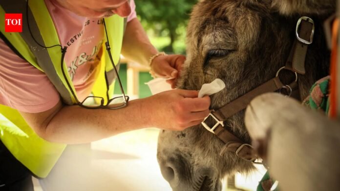 Therapy donkeys are helping mentally ill patients recover at a hospital on the outskirts of Paris

