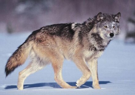 There was a proverb in Italy at the time: "Wolves lose their fur, but not their bad habits." Remind people that true character is harder to change than appearance