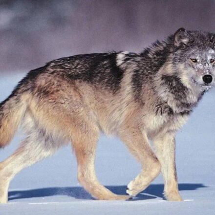 There was a proverb in Italy at the time: "Wolves lose their fur, but not their bad habits." Remind people that true character is harder to change than appearance