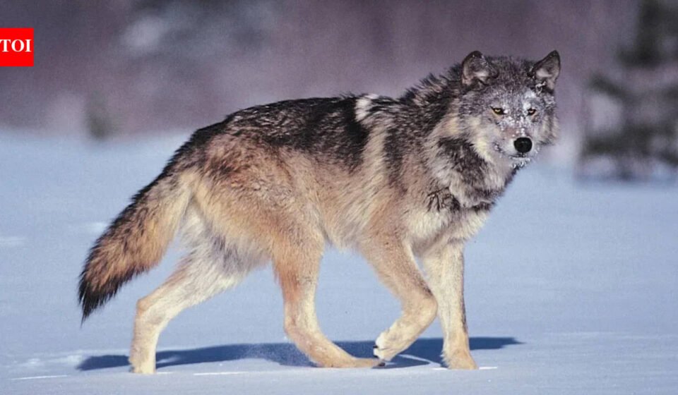 There was a proverb in Italy at the time: "Wolves lose their fur, but not their bad habits." Remind people that true character is harder to change than appearance