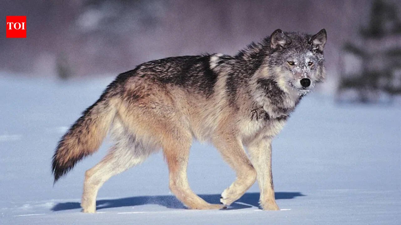 There was a proverb in Italy at the time: "Wolves lose their fur, but not their bad habits." Remind people that true character is harder to change than appearance