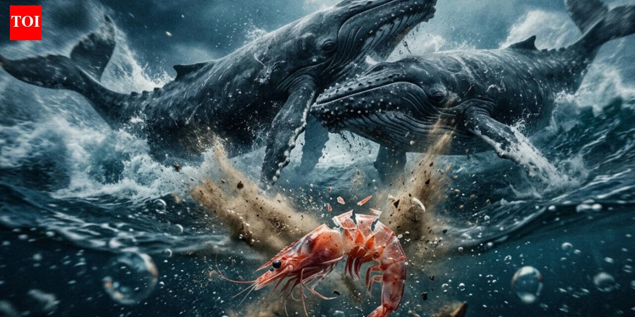 Today’s Korean proverb: “When whales fight, the shrimp’s back breaks”—a cruel reminder that when giants clash, the smallest person in the room suffers in silence