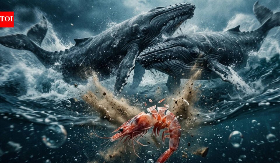 Today’s Korean proverb: “When whales fight, the shrimp’s back breaks”—a cruel reminder that when giants clash, the smallest person in the room suffers in silence