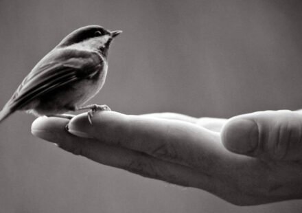 Today’s Spanish Proverb: “A bird in the hand is worth a hundred in flight” and why certainty often trumps the rewards of risk