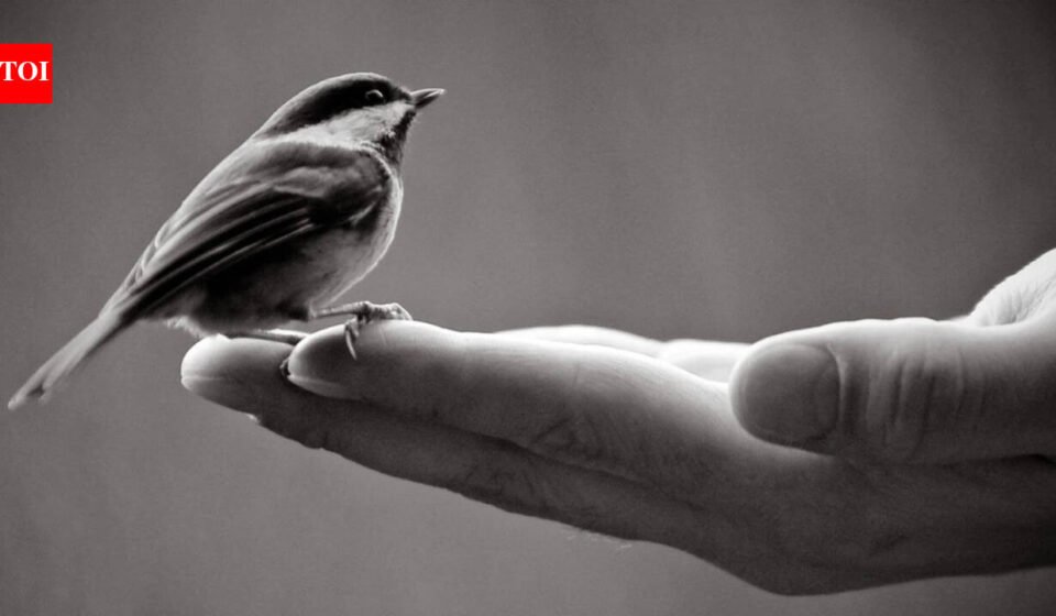 Today’s Spanish Proverb: “A bird in the hand is worth a hundred in flight” and why certainty often trumps the rewards of risk