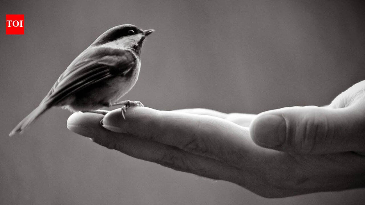 Today’s Spanish Proverb: “A bird in the hand is worth a hundred in flight” and why certainty often trumps the rewards of risk