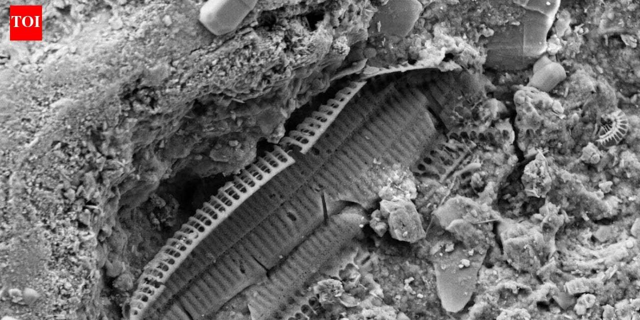 What's underneath Omaha Beach: WWII shrapnel found in the sand reveals the land still carries memories of the war | World News
