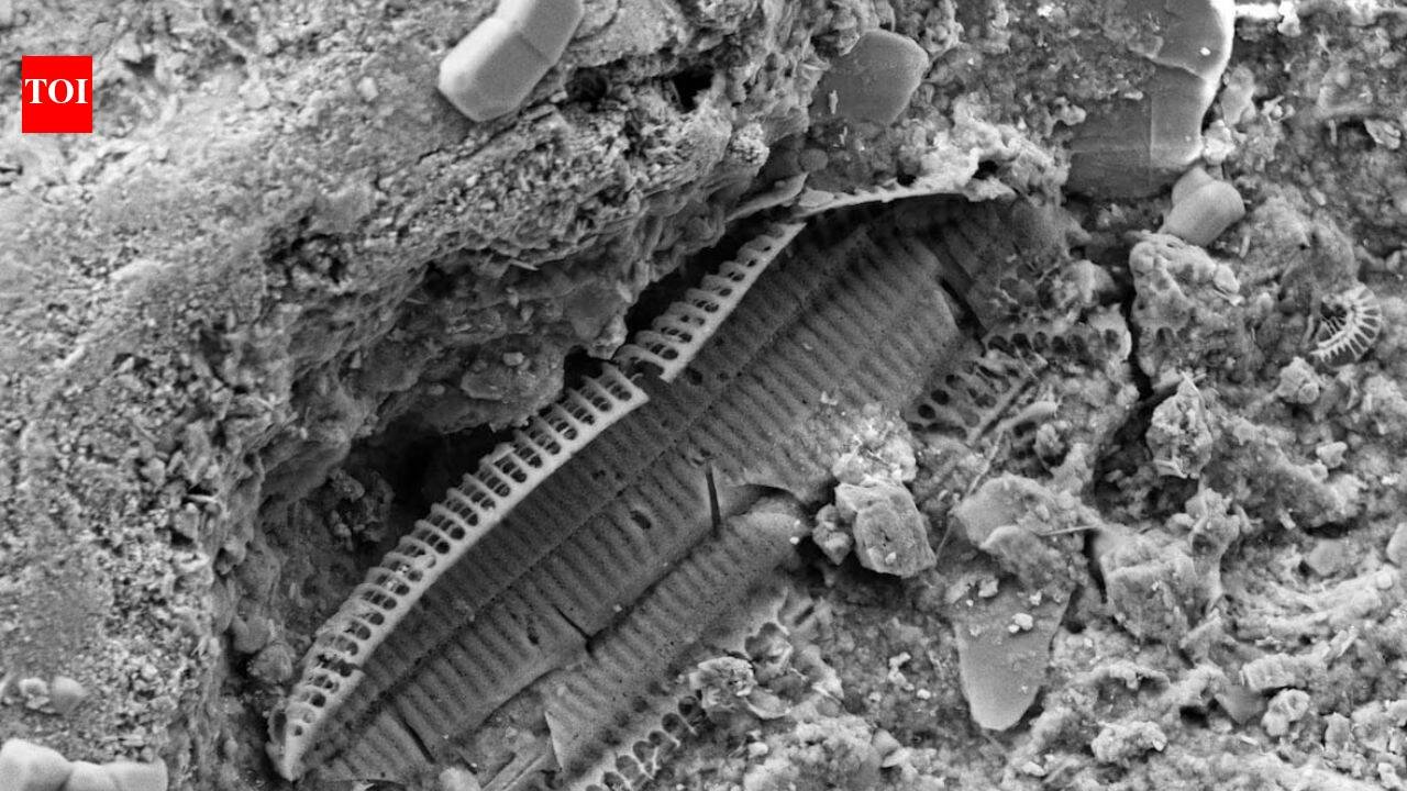 What's underneath Omaha Beach: WWII shrapnel found in the sand reveals the land still carries memories of the war | World News