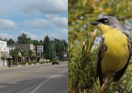 Wildlife miracle: Michigan town saved entire bird species and rewrote conservation history