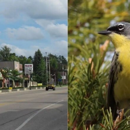 Wildlife miracle: Michigan town saved entire bird species and rewrote conservation history