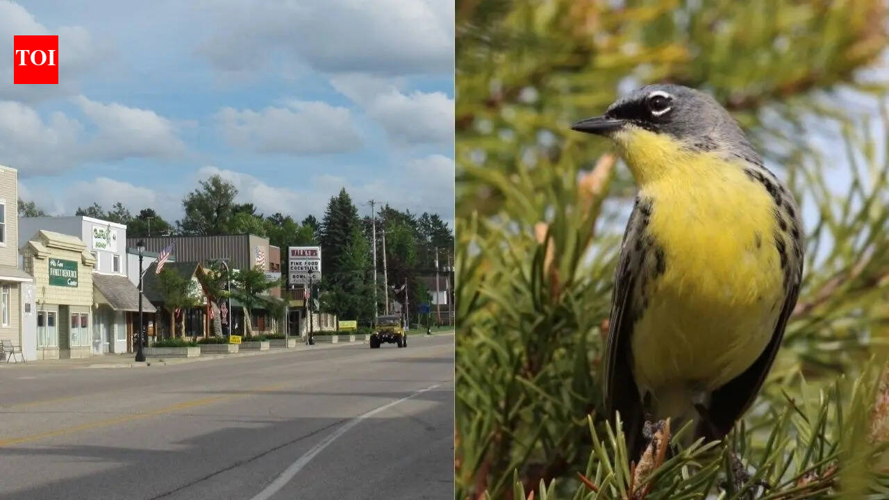 Wildlife miracle: Michigan town saved entire bird species and rewrote conservation history