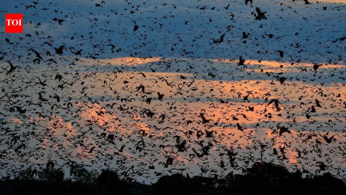 World's largest bat migration: Zambian skies disappear under 10 million bats that night World News