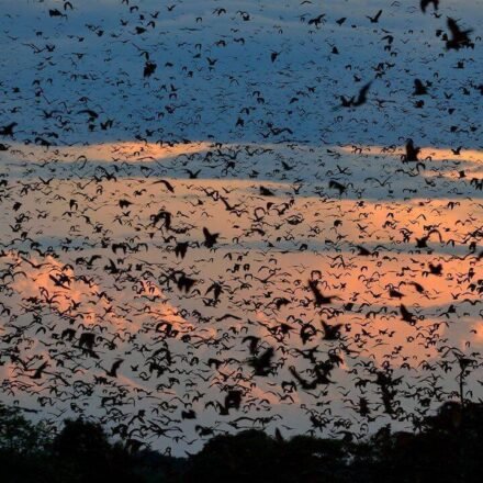 World's largest bat migration: Zambian skies disappear under 10 million bats that night World News