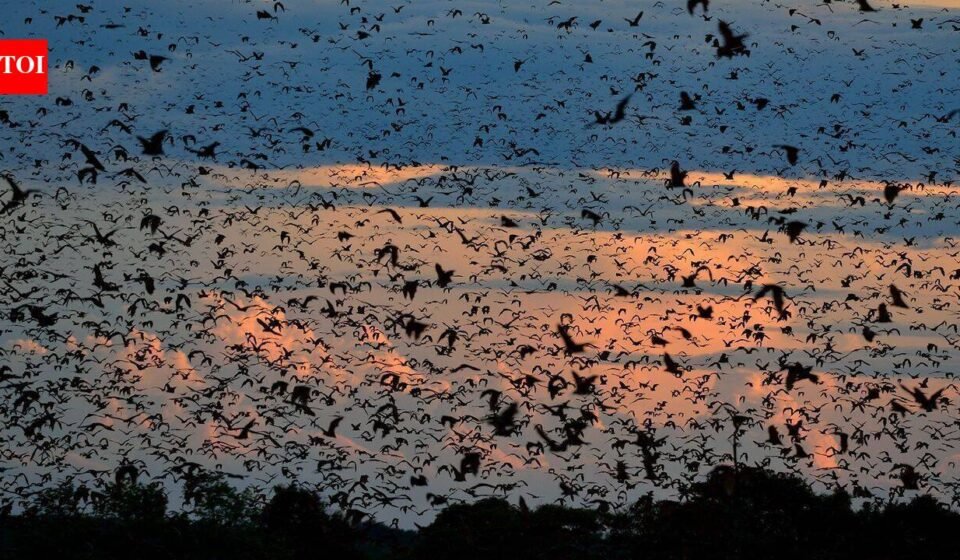 World's largest bat migration: Zambian skies disappear under 10 million bats that night World News