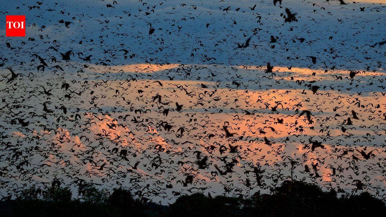 World's largest bat migration: Zambian skies disappear under 10 million bats that night World News