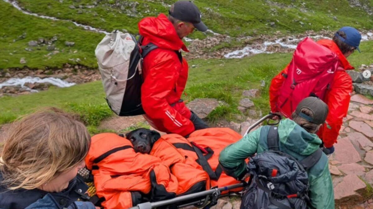 A Labrador started shaking and could no longer walk on Britain's highest mountain; rescuers later discovered what she had eaten