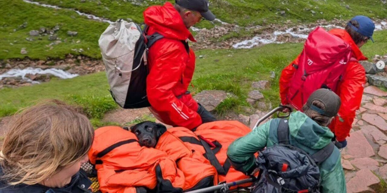 A Labrador started shaking and could no longer walk on Britain's highest mountain; rescuers later discovered what she had eaten