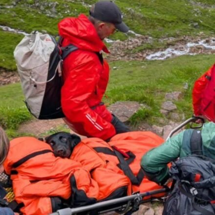 A Labrador started shaking and could no longer walk on Britain's highest mountain; rescuers later discovered what she had eaten