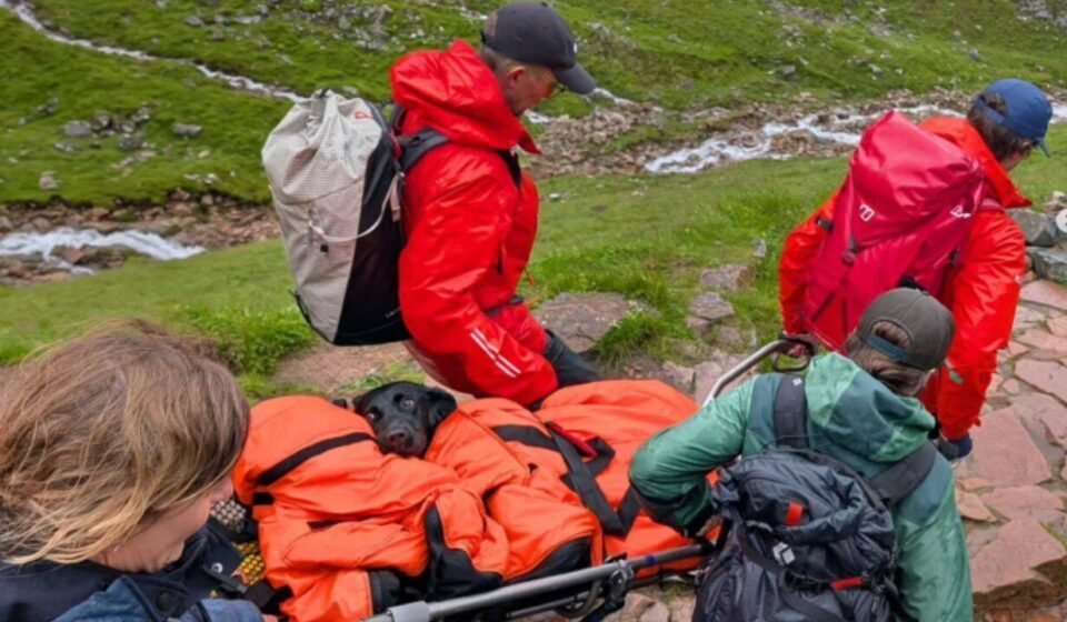 A Labrador started shaking and could no longer walk on Britain's highest mountain; rescuers later discovered what she had eaten