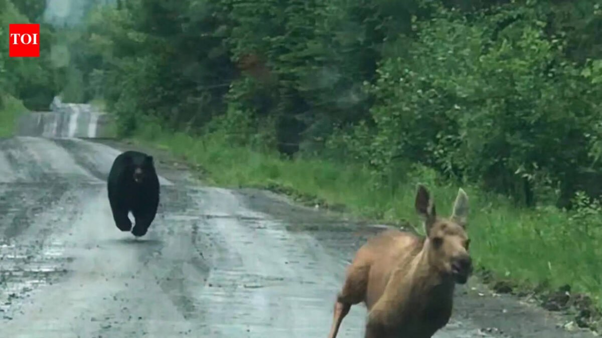 A Maine couple thought they were going to photograph a moose. Instead, a calf and a bear burst out of the woods, giving them a few seconds to decide whether to intervene